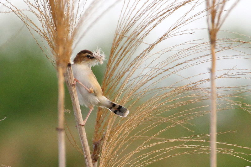 セッカ（３態-3）　今が旬だよ　木津川の野鳥たち　八幡市　2015/05/05　Photo by manda