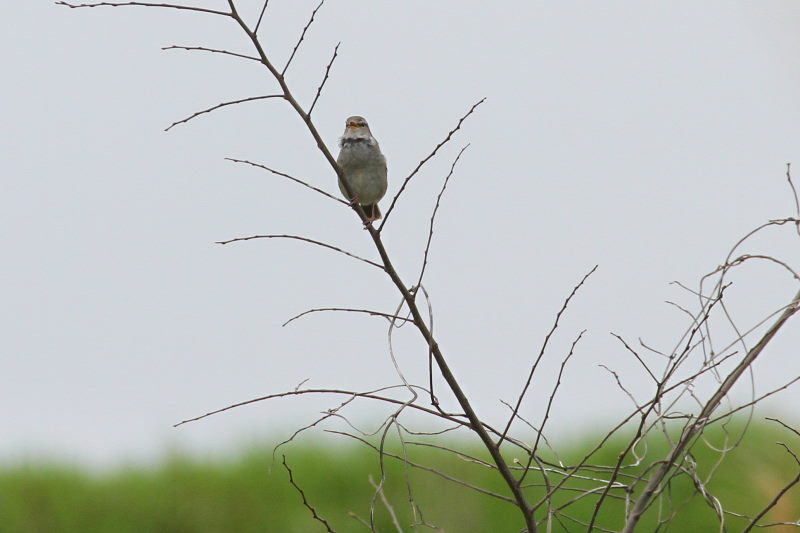 ウグイス　（５態-3）　木津川　八幡市　2015/04/04　Photo by Manda