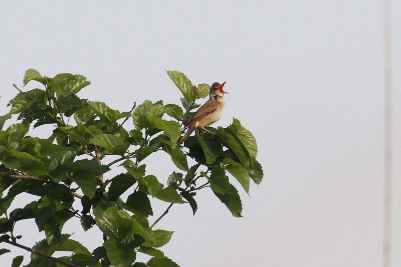 オオヨシキリ（３態-1）　今が旬だよ　木津川の野鳥たち　八幡市　2015/05/05　Photo by manda