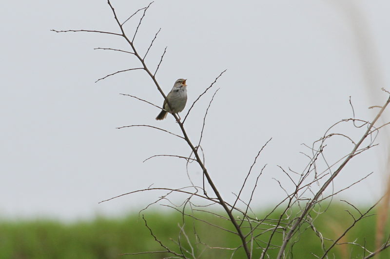 ウグイス　（５態-4）　木津川　八幡市　2015/04/04　Photo by Manda
