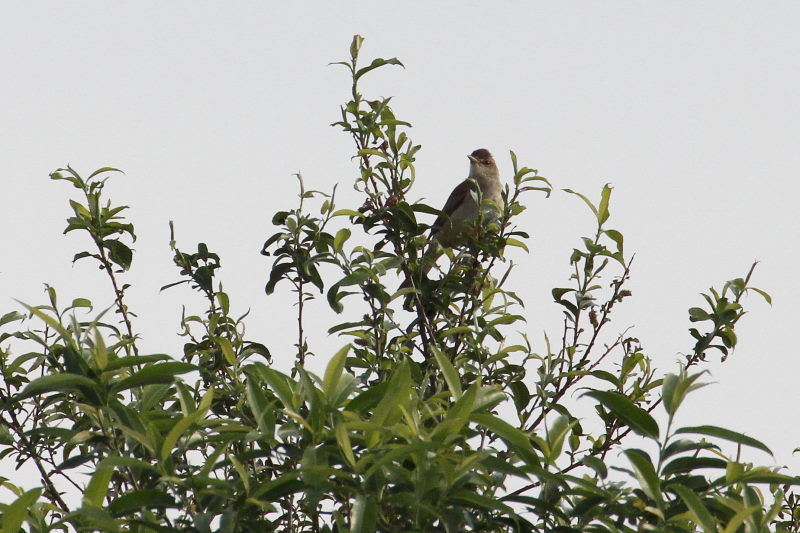 オオヨシキリ（３態-2）　今が旬だよ　木津川の野鳥たち　八幡市　2015/05/05　Photo by manda