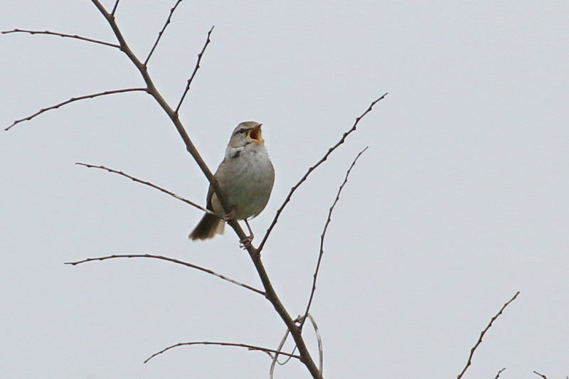 ウグイス　（５態-5）　木津川　八幡市　2015/04/04　Photo by Manda