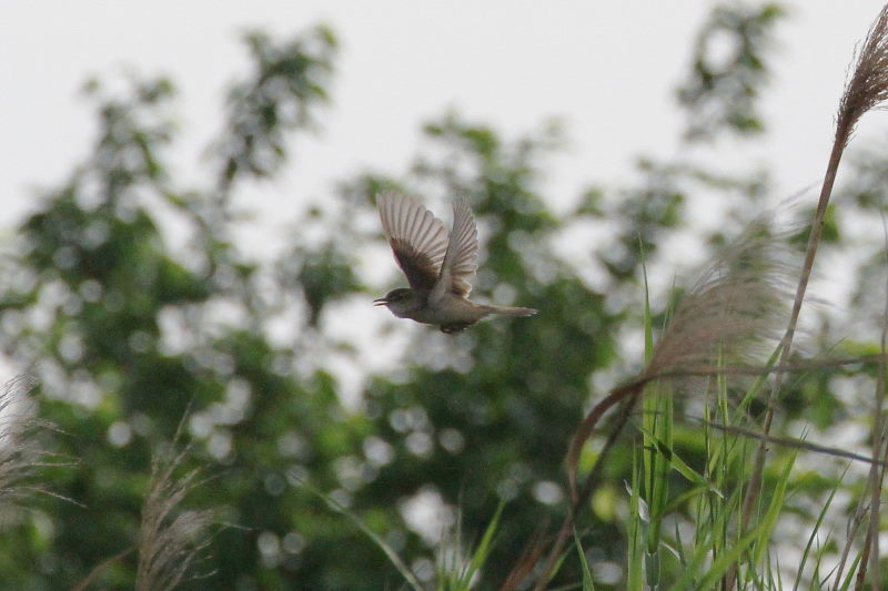 オオヨシキリ（３態-3）　今が旬だよ　木津川の野鳥たち　八幡市　2015/05/05　Photo by manda