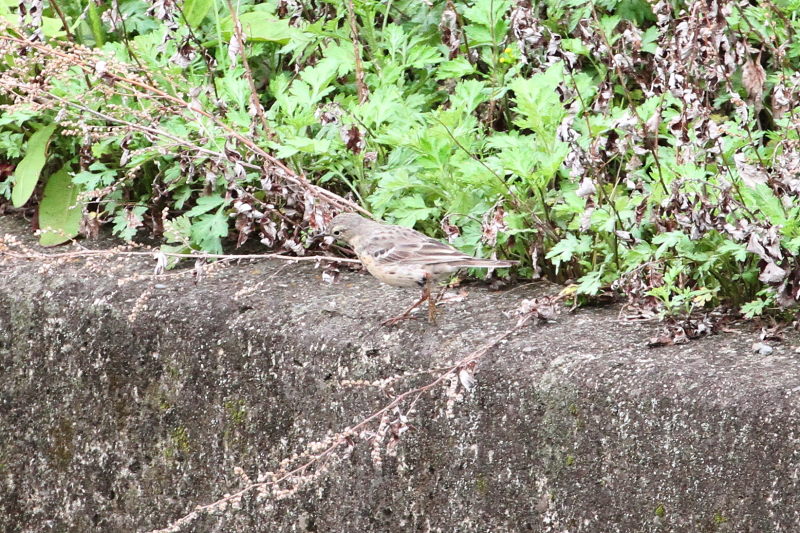 タヒバリ　（２態-1）　木津川　八幡市　2015/04/04　Photo by Manda