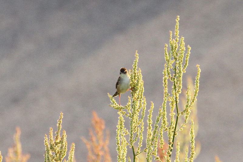 今が旬だよ 木津川の野鳥たち　セッカ （４態-3）　八幡市 2015/05/06　Photo by manda