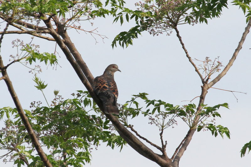 キジバト　今が旬だよ　木津川の野鳥たち　八幡市　2015/05/05　Photo by manda