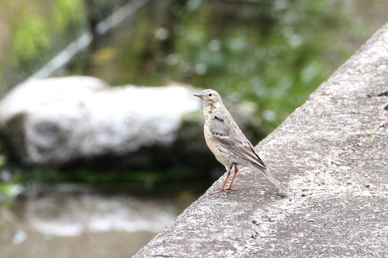 タヒバリ　（２態-2）　木津川　八幡市　2015/04/04　Photo by Manda