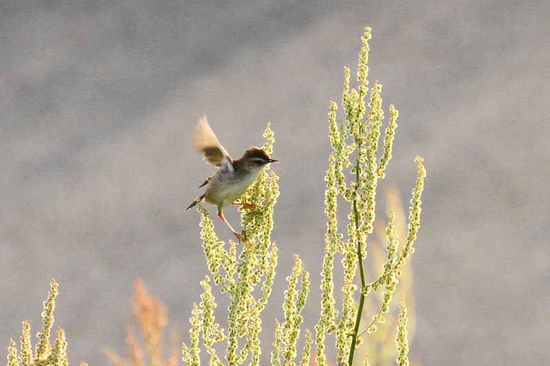 今が旬だよ 木津川の野鳥たち　セッカ （４態-4）　八幡市 2015/05/06　Photo by manda