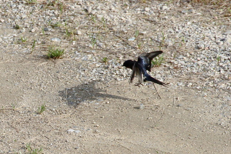 ツバメ （３態-1）　今が旬だよ　木津川の野鳥たち　八幡市　2015/05/05　Photo by manda