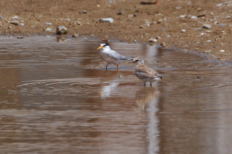 コアジサシ （幼鳥）　２態-1　2015/06/29　Photo by Takase