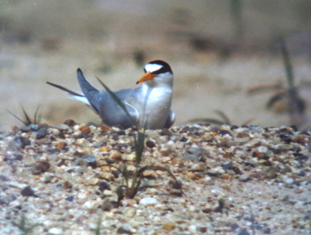 RAWTV̕@@s@^NE^E^@Photo by Koike