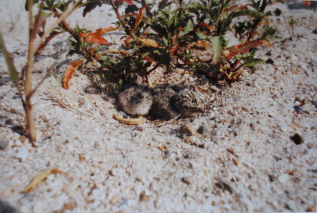 RAWTV̑iQ-1j@@s@^NE^E^@Photo by Koike