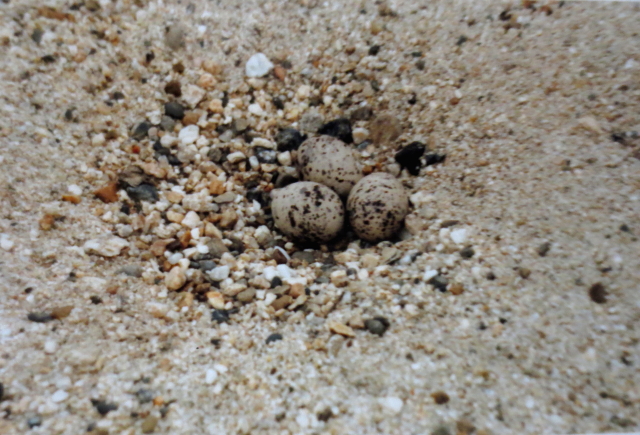 RAWTV̑iQ-2j@@s@^NE^E^@Photo by Koike