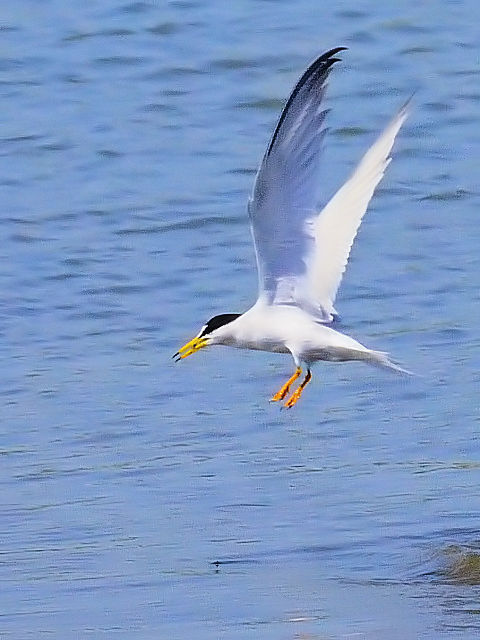 C RAWTV@@s@썶݁@2010/04/28@ Photo by Kohyuh