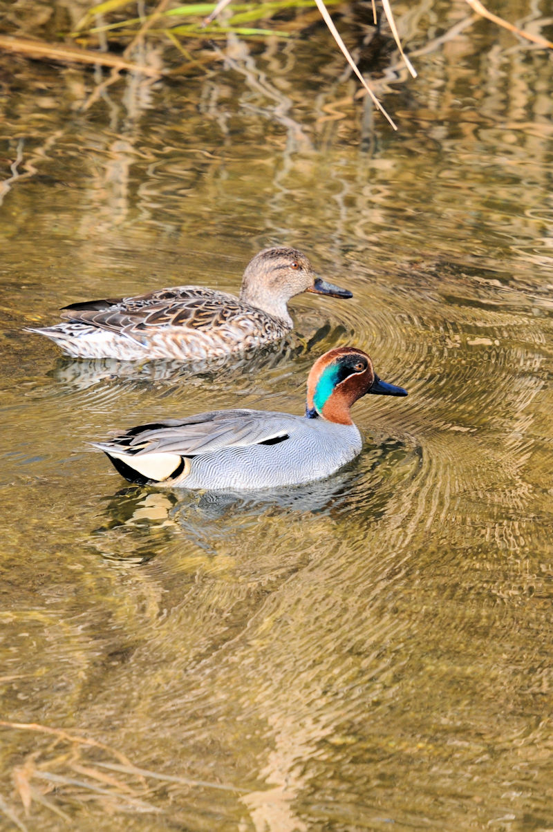 RK @s@D@2021/02/22@Photo by Kohyuh