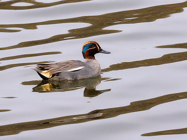 C RK @@s@Rcr@2014/03/04@Photo by Kohyuh