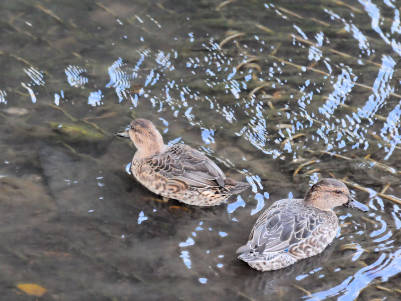 RK@s@D@2016/11/06@Photo by Kohyuh