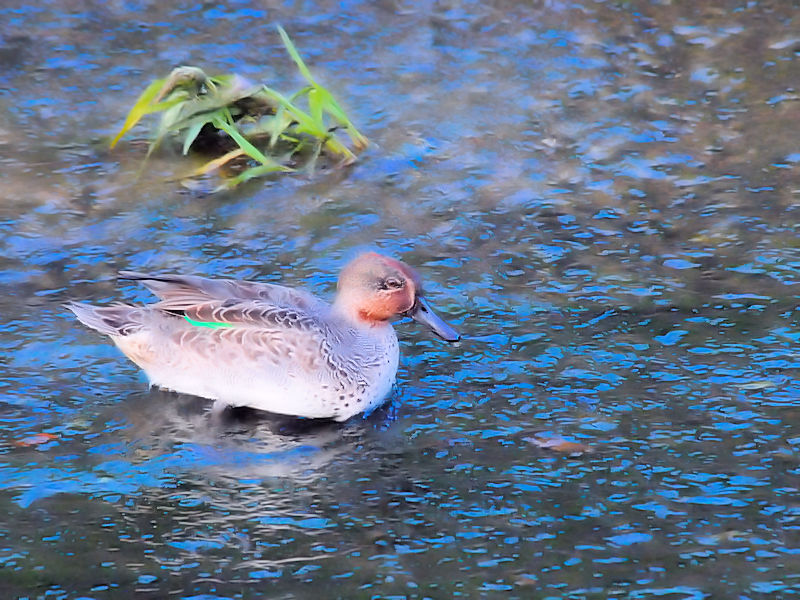 RK@s@D@2016/11/06@Photo by Kohyuh