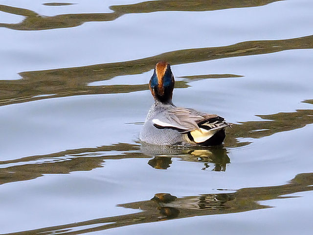 D RK @@s@Rcr@2014/03/04@Photo by Kohyuh