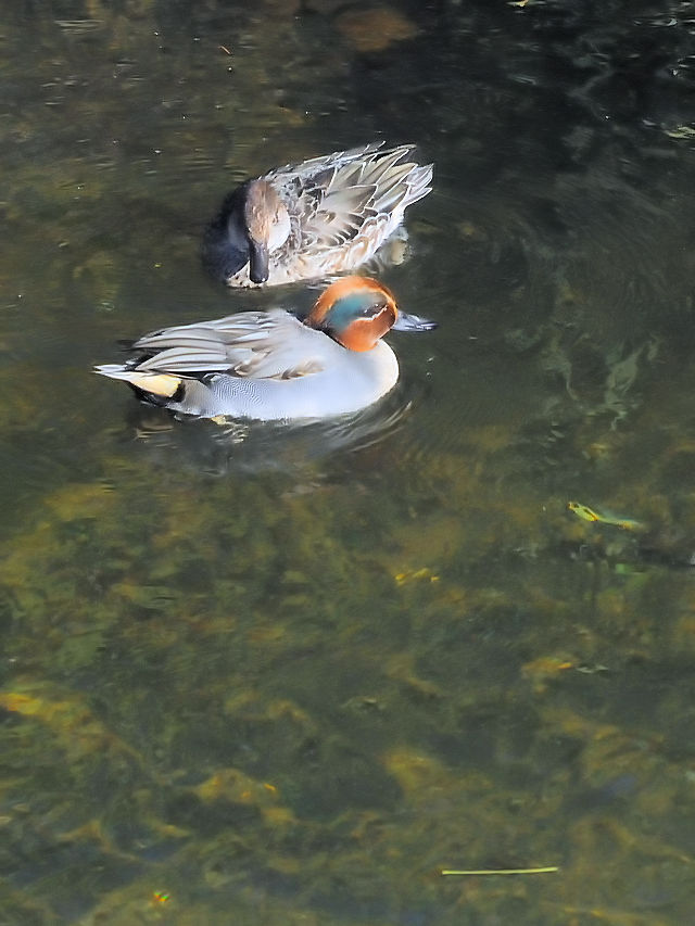 RKYiQ-2j @s@V̐@2016/12/07@Photo by Kohyuh