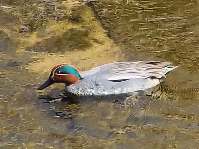 @@RK@@s@V̐@2008/03/16@Photo by Kohyuh