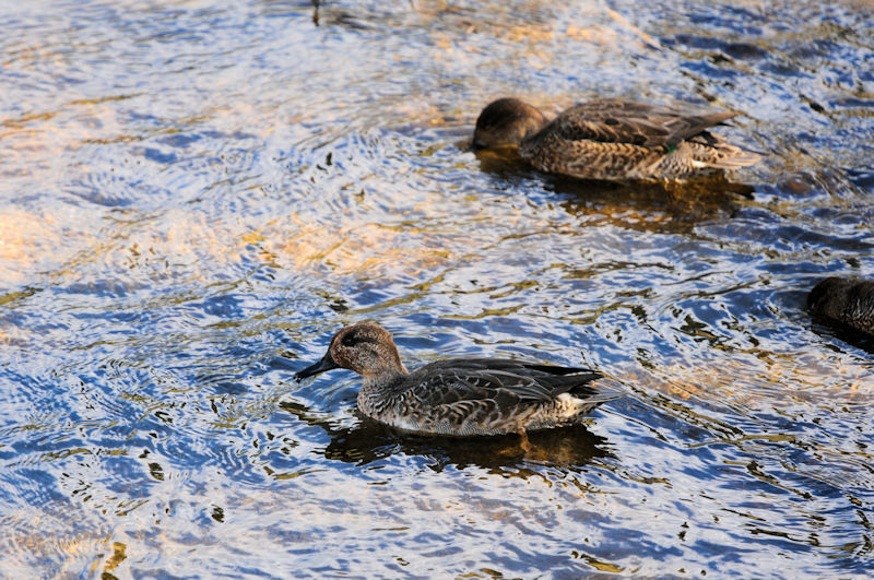 RK @V@s@2021/10/29@Photo by Kohyuh