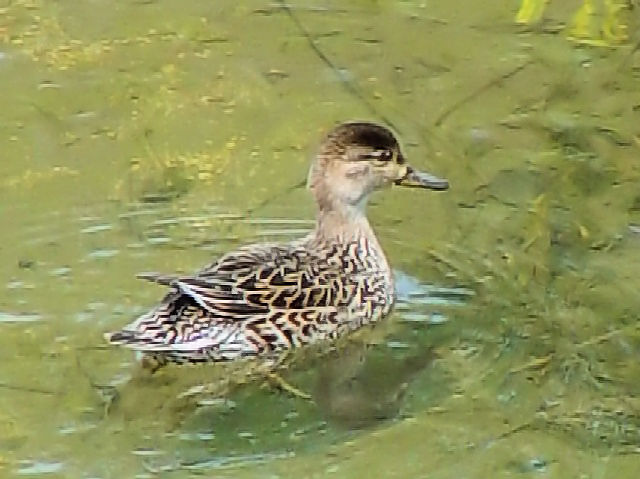 A@RK@@s@V̐@2007/04/27@Photo by Kohyuh