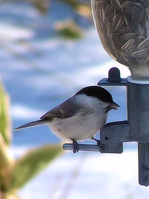 @ RK@@@ߋEكTN`A@kC@2008/02/01@Photo by Kohyuh