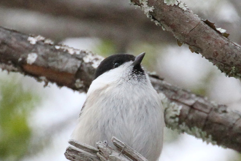 RK iT-1j@@㍂n@쌧@2014/11/14@Photo by Manda