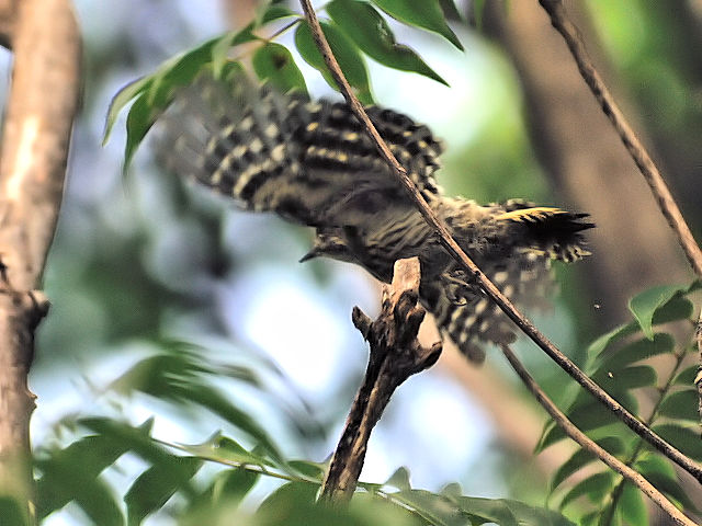 G-Q RQ@@s@Rcr@2010/02/23@Photo by Kohyuh