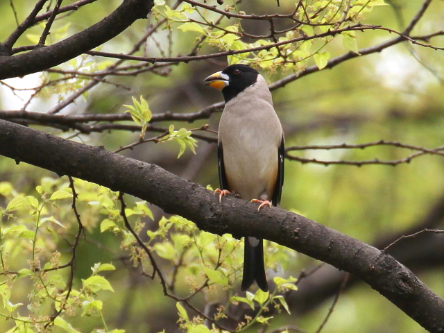 ① コイカル ♂　成鳥　夏羽　大阪城　2014/04/16　Photo by Manda　（写真提供：　萬田）