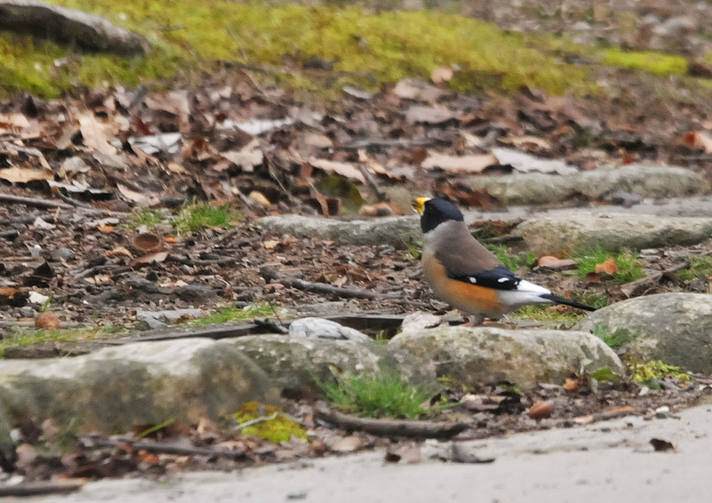 コイカル (5態-1) さくら公園 八幡市 2016/03/06-07 Photo by Takase コイカル (5態-1) さくら公園 八幡市 2016/03/06-07 Photo by Takase