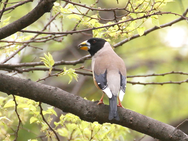 ② コイカル ♂　成鳥　夏羽　大阪城　2014/04/16　Photo by Manda　（写真提供：　萬田）