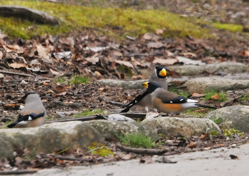 コイカル (5態-2) さくら公園 八幡市 2016/03/06-07 Photo by Takase コイカル (5態-2) さくら公園 八幡市 2016/03/06-07 Photo by Takase