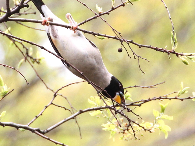 ③ コイカル ♂　成鳥　夏羽　大阪城　2014/04/16　Photo by Manda　（写真提供：　萬田）