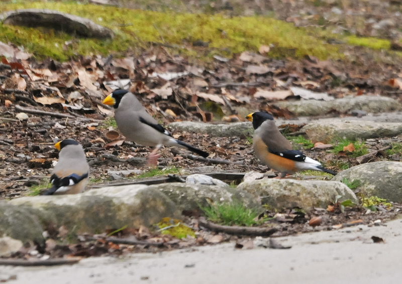 コイカル (5態-3) さくら公園 八幡市 2016/03/06-07 Photo by Takase コイカル (5態-3) さくら公園 八幡市 2016/03/06-07 Photo by Takase