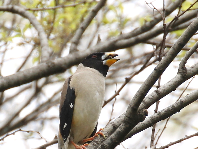 ④ コイカル ♂　成鳥　夏羽　大阪城　2014/04/16　Photo by Manda　（写真提供：　萬田）