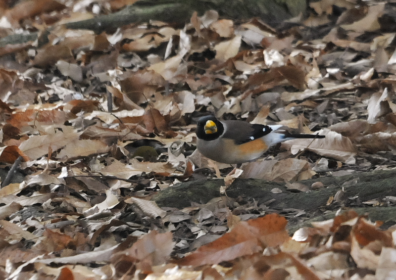 コイカル (5態-4) さくら公園 八幡市 2016/03/06-07 Photo by Takase コイカル (5態-4) さくら公園 八幡市 2016/03/06-07 Photo by Takase