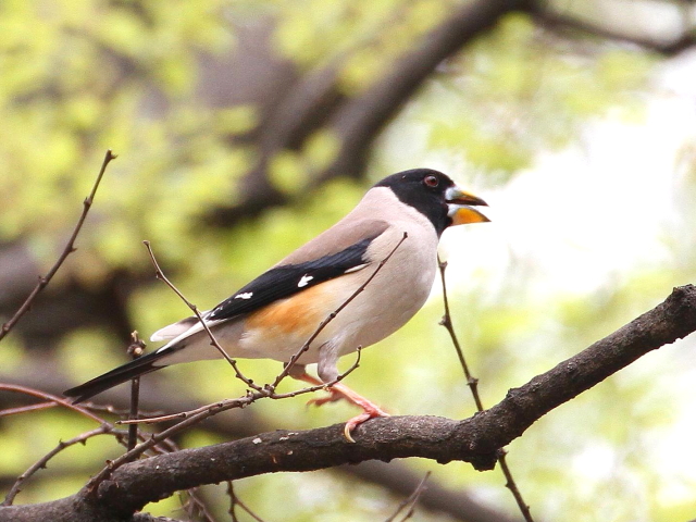 ⑤ コイカル ♂　成鳥　夏羽　大阪城　2014/04/16　Photo by Manda　（写真提供：　萬田）