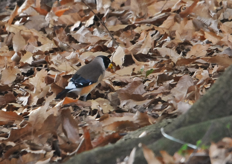 コイカル (5態-5) さくら公園 八幡市 2016/03/06-07 Photo by Takase コイカル (5態-5) さくら公園 八幡市 2016/03/06-07 Photo by Takase