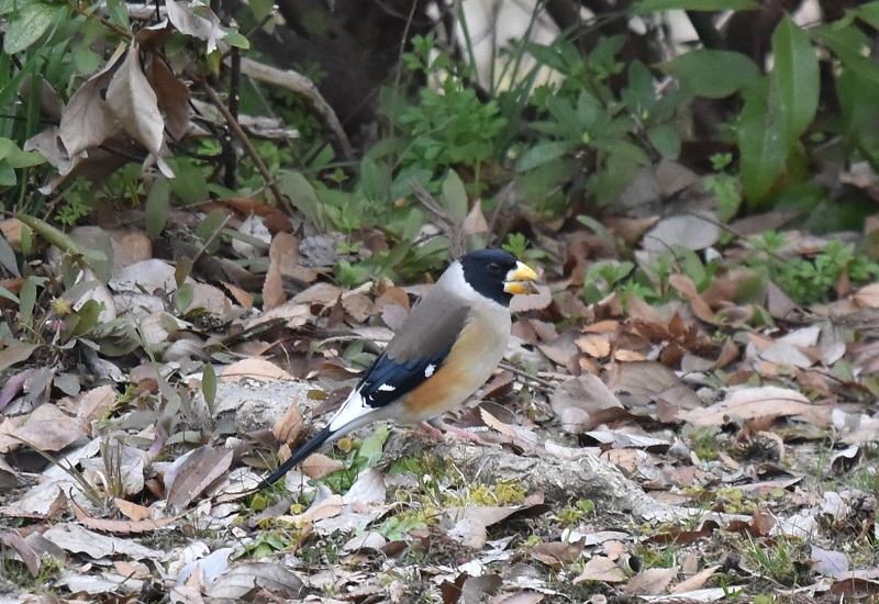 コイカル ♂　成鳥　夏羽　さくら公園　八幡市　2017/02/20　Photo by Hayashi　（写真提供：　林）