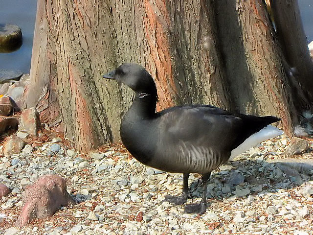 @ RNK@@Ls@zr @2010/02/23@Photo by Kohyuh