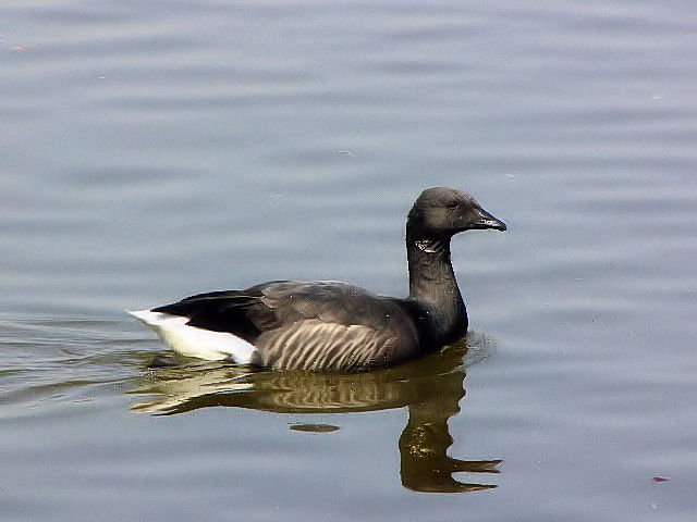 A RNK@@Ls@zr @2010/02/23@Photo by Kohyuh