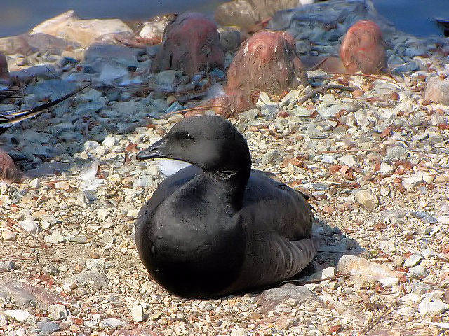 B RNK@@Ls@zr @2010/02/23@Photo by Kohyuh