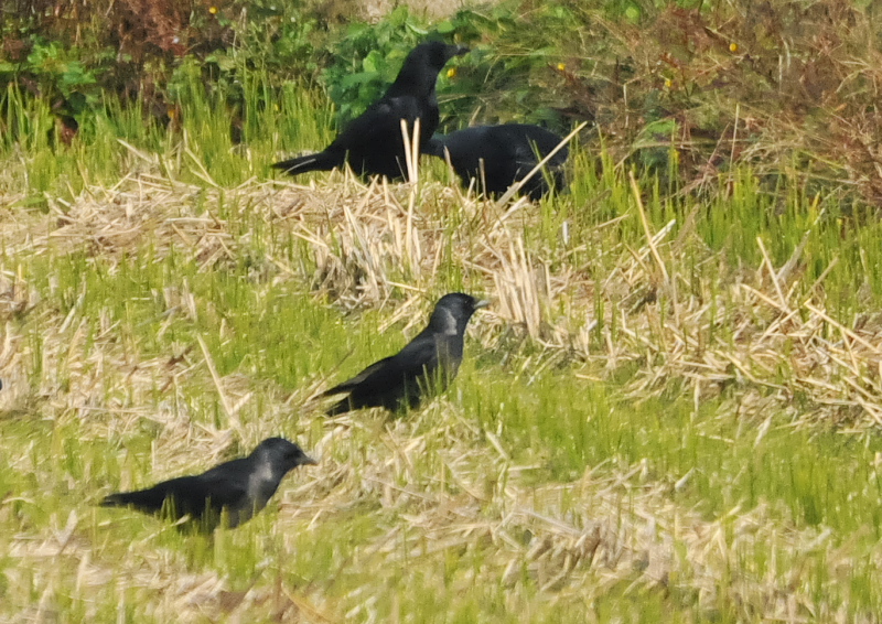 RN}KXԌ^iS-1j@s@@2016/11/17@Photo by Takase@iʐ^񋟁F@j