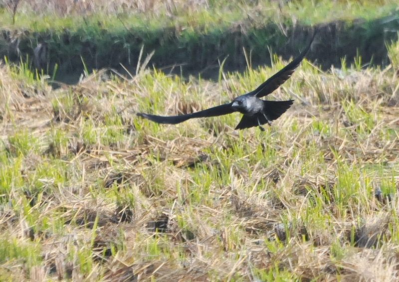 RN}KXԌ^iS-2j@s@@2016/11/17@Photo by Takase@iʐ^񋟁F@j