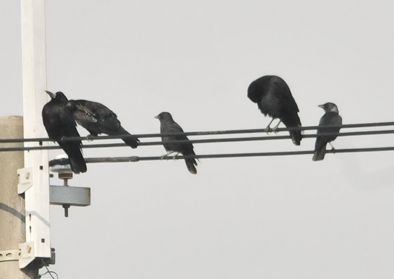 RN}KXԌ^iS-3j@s@@2016/11/17@Photo by Takase@iʐ^񋟁F@j