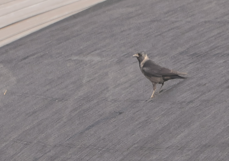 RN}KXԌ^iS-4j@s@@2016/11/17@Photo by Takase@iʐ^񋟁F@j