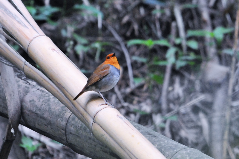 男山の鳥たち　コマドリ（３態-1）　八幡市　2015/04/11　Photo by Takase
