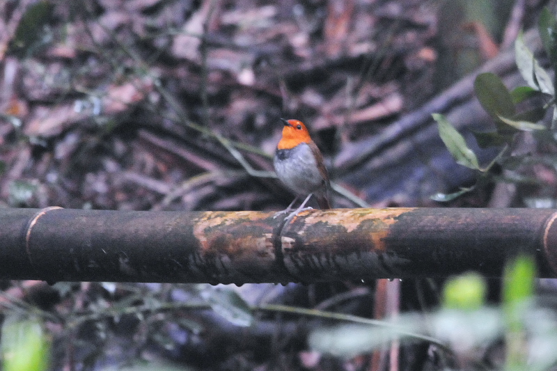 男山の鳥たち　コマドリ（３態-2）　八幡市　2015/04/11　Photo by Takase